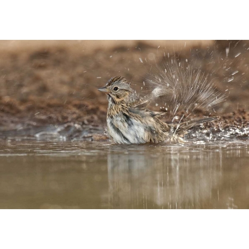 Texas Lincolns sparrow bathing in a waterhole